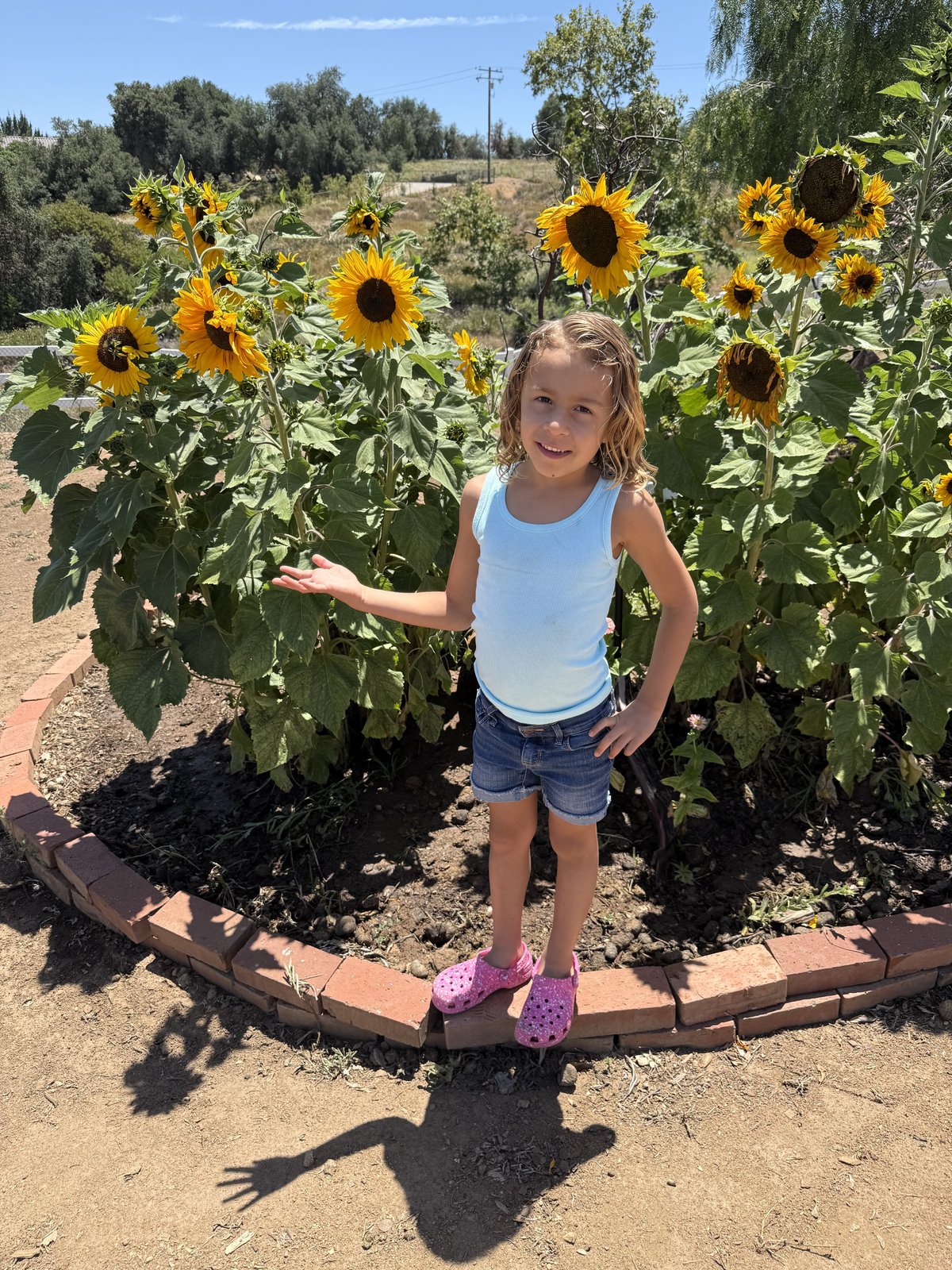 A young girl standing among tall sunflowers in Linda's real hilltop garden on a sunny day.